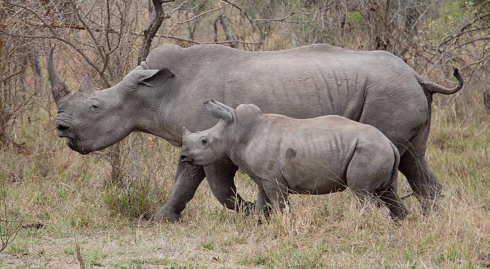 White Rhinoceros female with young